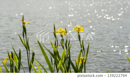 calamus calamus 139222784