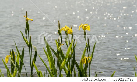 calamus calamus 139222785