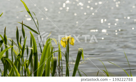 calamus calamus 139222788
