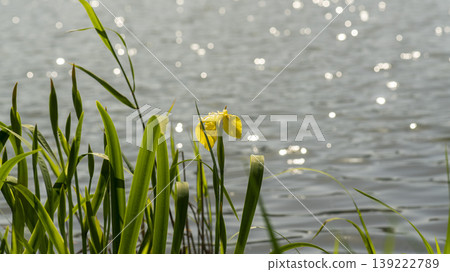 calamus calamus 139222789