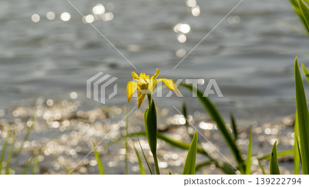 calamus calamus 139222794
