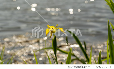 calamus calamus 139222795