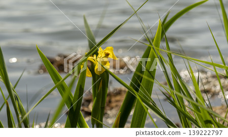 calamus calamus 139222797
