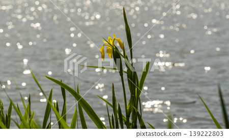 calamus calamus 139222803