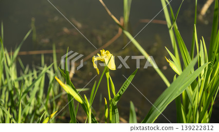calamus calamus 139222812