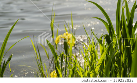 calamus 139222822