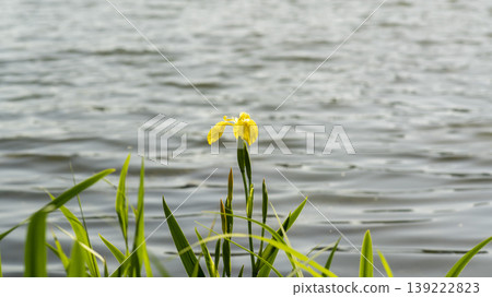 calamus calamus 139222823