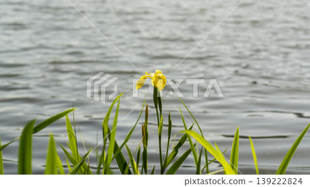 calamus calamus 139222824