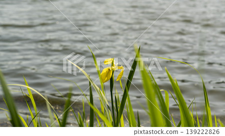 calamus calamus 139222826