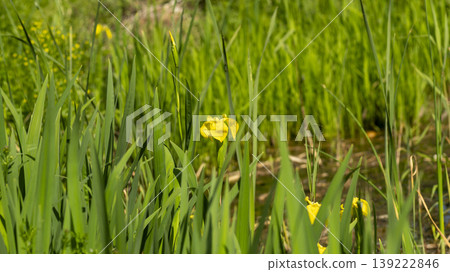 calamus calamus 139222846