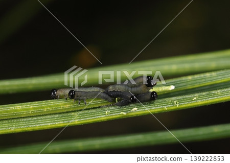 Living creatures, insects: Pine sawfly, young larva. In late March, its body is thinner than a pine needle and its dull coloration makes it inconspicuous. Living creatures, insects: Pine sawfly, young larva. In late March, its body is thinner than a pine needle and its dull coloration makes it inconspicuous. 139222853
