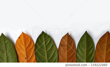 Leaf Color Variations from Green to Brown on a Minimalist Background Leaf Color Variations from Green to Brown on a Minimalist Background 139222860