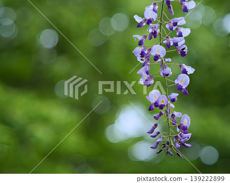 紫藤花和球散景 紫藤花和球散景 139222899