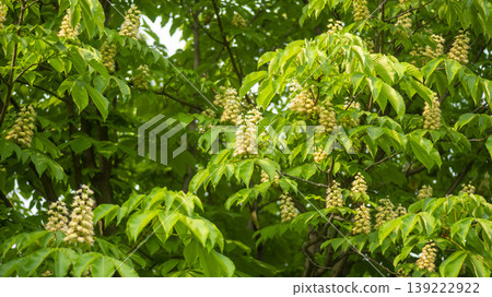 Horse chestnut 139222922