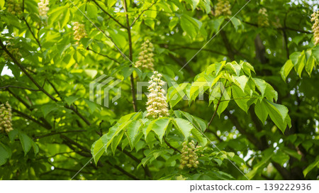 Horse chestnut Horse chestnut 139222936