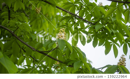 Horse chestnut 139222964