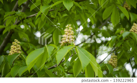 Horse chestnut 139222965