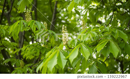 Horse chestnut Horse chestnut 139222967