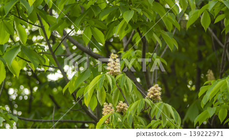 Horse chestnut 139222971