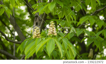 Horse chestnut Horse chestnut 139222972