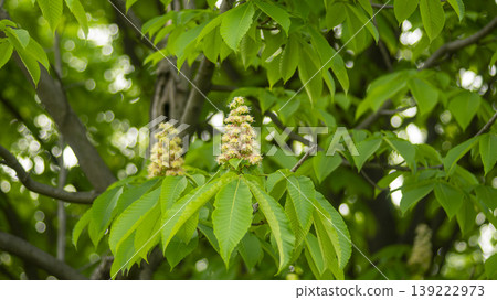 Horse chestnut 139222973