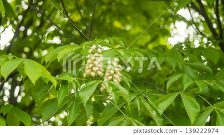 Horse chestnut Horse chestnut 139222974