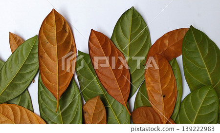 A group of overlapping jackfruit leaves (Artocarpus heterophyllus) A group of overlapping jackfruit leaves (Artocarpus heterophyllus) 139222983