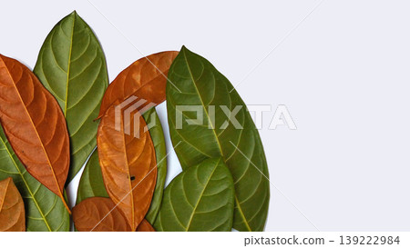A group of overlapping jackfruit leaves (Artocarpus heterophyllus) A group of overlapping jackfruit leaves (Artocarpus heterophyllus) 139222984