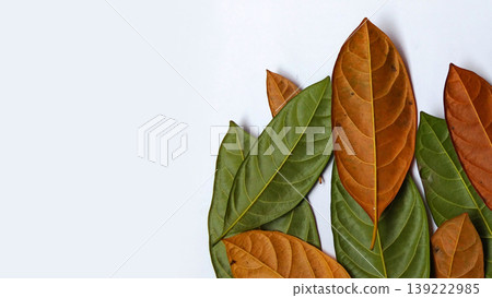 A group of overlapping jackfruit leaves (Artocarpus heterophyllus) A group of overlapping jackfruit leaves (Artocarpus heterophyllus) 139222985