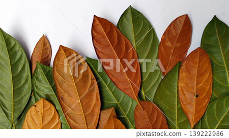 A group of overlapping jackfruit leaves (Artocarpus heterophyllus) A group of overlapping jackfruit leaves (Artocarpus heterophyllus) 139222986
