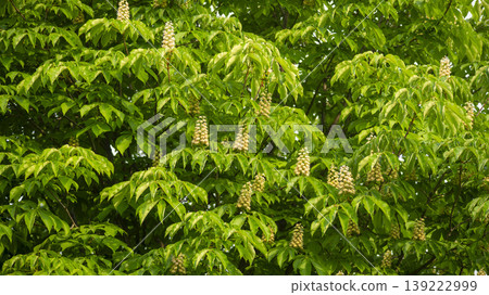 Horse chestnut 139222999