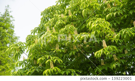 Horse chestnut 139223001