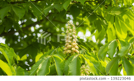 Horse chestnut Horse chestnut 139223046