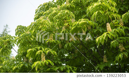 Horse chestnut 139223053