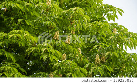 Horse chestnut Horse chestnut 139223055