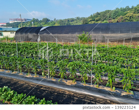 This is a field planted with peppers. This is a field planted with peppers. 139223124