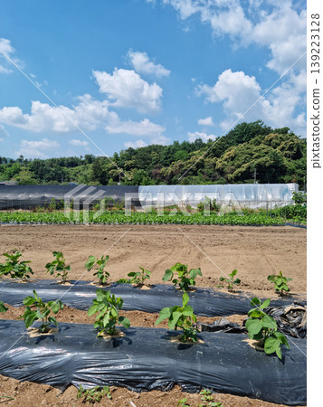 This is a landscape of a field with a greenhouse. This is a landscape of a field with a greenhouse. 139223128