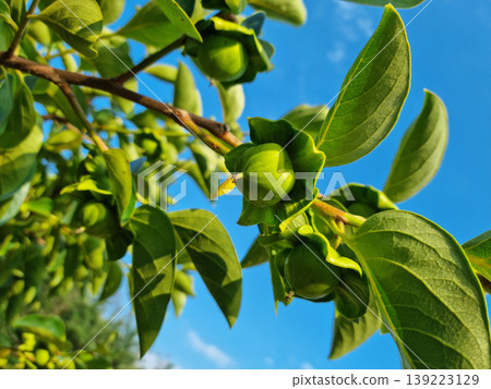 This is a persimmon tree that is starting to produce fruit. This is a persimmon tree that is starting to produce fruit. 139223129