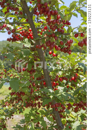 Ripe Autumn Olive Berries (Elaeagnus Umbellata) growing on a branch . oleaster Ripe Autumn Olive Berries (Elaeagnus Umbellata) growing on a branch . oleaster 139223131