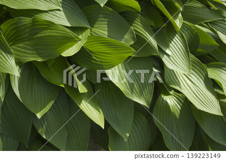close up Green leaves of hosta. close up Green leaves of hosta. 139223149
