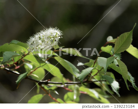 Uwa mizuzakura開花 Uwa mizuzakura開花 139223184