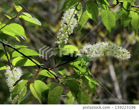 Uwa mizuzakura flowering Uwa mizuzakura flowering 139223186