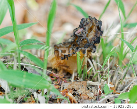An excellent edible fungus Chaimigasatake An excellent edible fungus Chaimigasatake 139223293