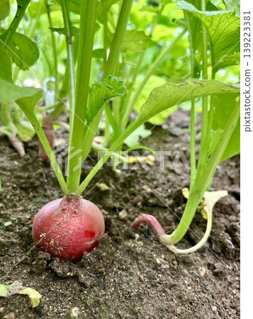 Radishes that have grown in the field Radishes that have grown in the field 139223381