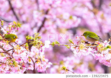 Two Japanese white-eyes perch on a vibrant pink early-blooming Kawazu cherry tree in Ida, Numazu City, Shizuoka Prefecture. 139223475
