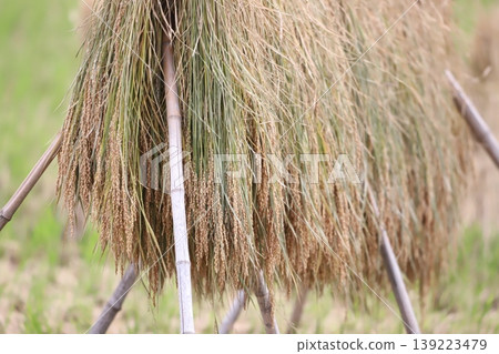 Rice drying in the sun Rice drying in the sun 139223479