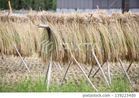 A traditional scene of rice being dried in the sun. A traditional scene of rice being dried in the sun. 139223480