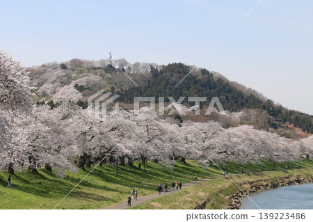 The thousand cherry trees along the Shiraishi River The thousand cherry trees along the Shiraishi River 139223486