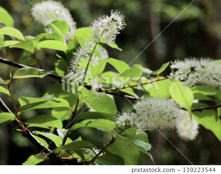 Uwa mizuzakura flowering Uwa mizuzakura flowering 139223544