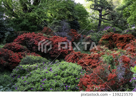 New green and azalea New green and azalea 139223570